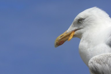 seagull-with-chip